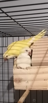 FS - Lutino Quaker parrots breeder