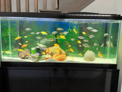 Hi I have yellow labs for sale. They are 2 to 4 inches. If interested please call Steve at 416 732 5...