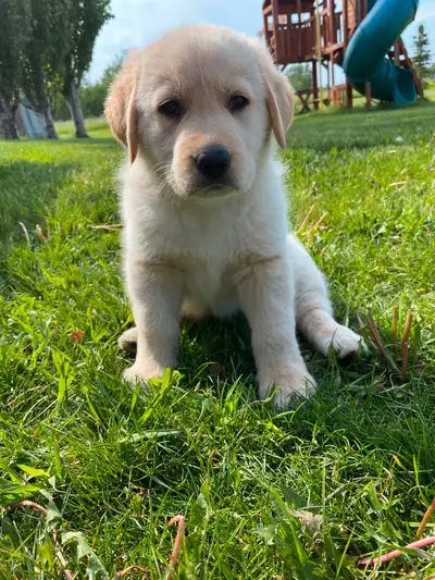 Puppies for sale, View more
