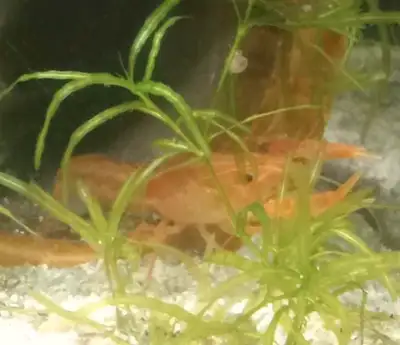dwarf orange crayfish , View more