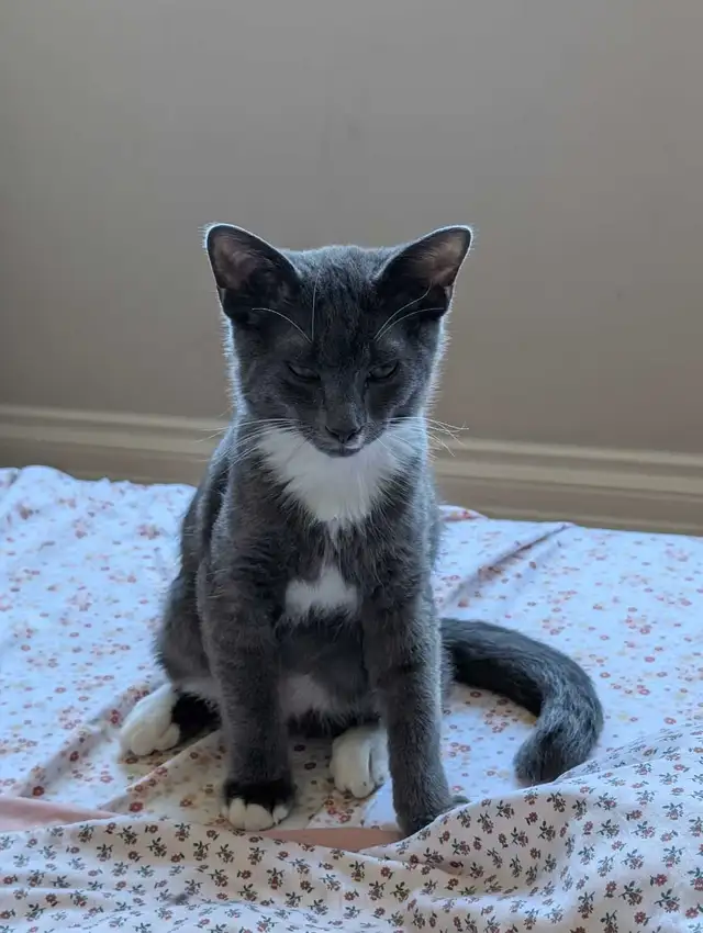 Grey and White Kitten (boy) in Cats & Kittens for Rehoming in Delta/Surrey/Langley - Image 5