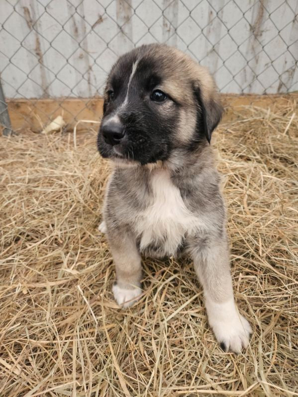 Turkish Kangal Puppies in Dogs & Puppies for Rehoming in Barrie - Image 3
