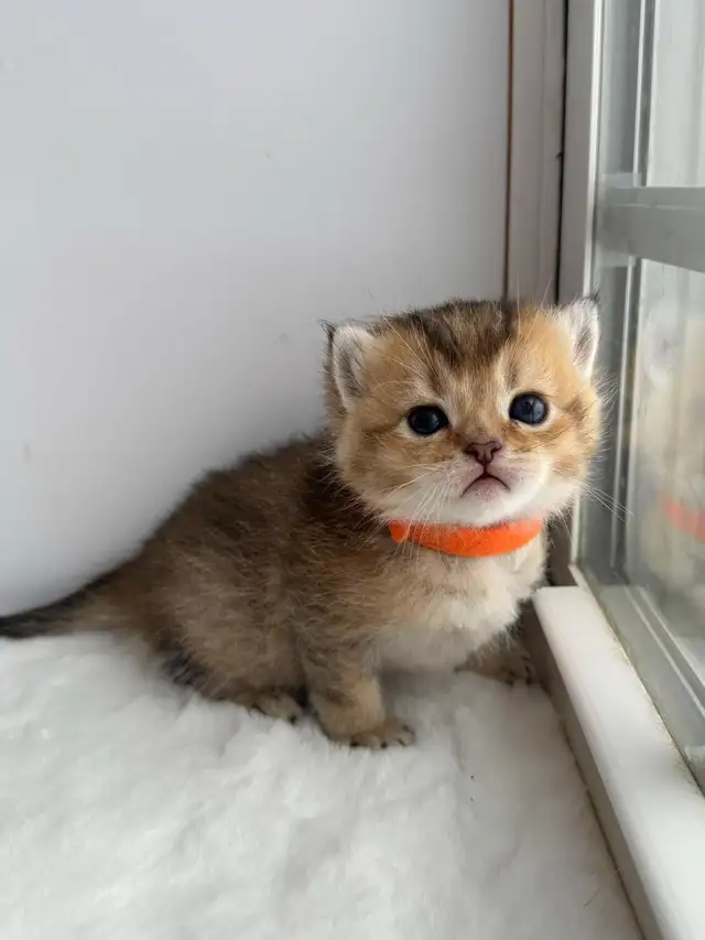 CCA &amp; CFA Registered Cattery — Rehoming BSH Kittens