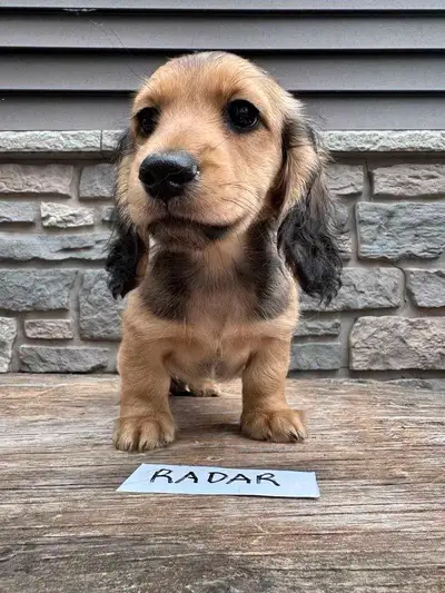 QUALITY BRED LONGHAIR MINI ENGLISH CREAM DACHSHUNDS, View more