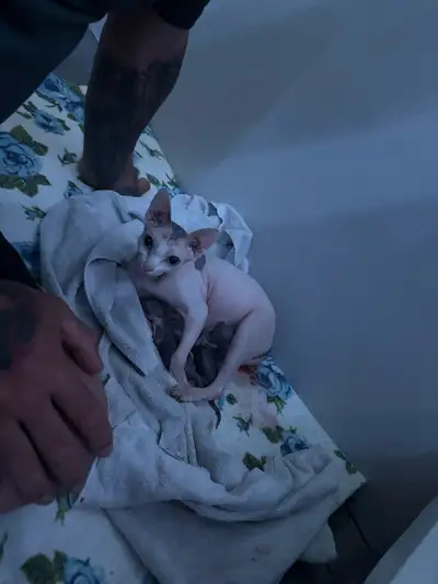 Petit bébé chaton sphynx à vendre. Des petites chasseuses et chasseurs aux yeux persans Élevé, en mi...