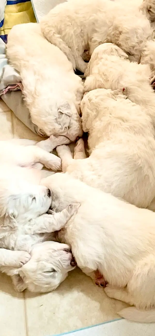 Great Pyrenees puppies ( PUREBRED) in Dogs & Puppies for Rehoming in St. Albert - Image 8