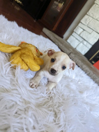 REDUCED Chihuahua Puppies READY NOW