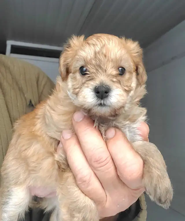 Yorkie poo- SOLD!!! in Dogs & Puppies for Rehoming in Oakville / Halton Region - Image 4