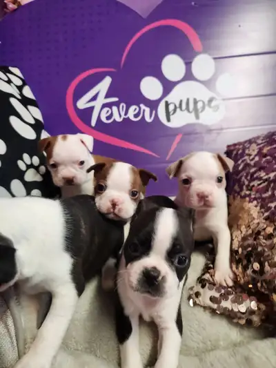 Boston terrier black and red color, View more