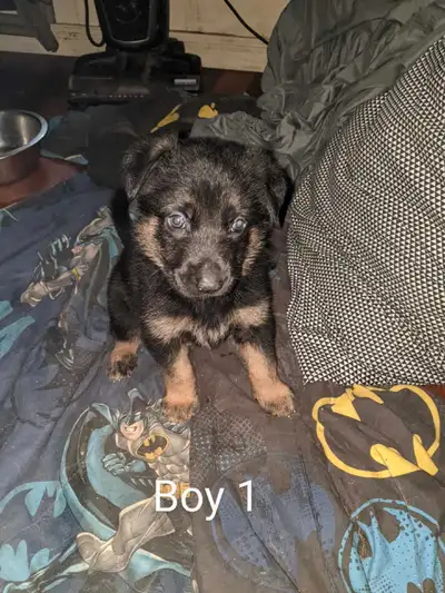 German Shepherd puppies, View more
