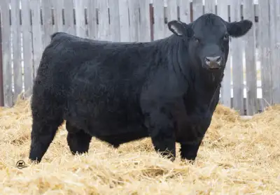 Blue Collar Bull Sale, View more