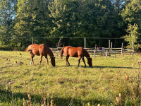 Looking for horse hay 