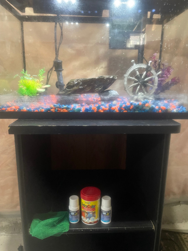 Fish Tank / Aquarium with Stand-10 gals in Fish for Rehoming in Oshawa / Durham Region - Image 2