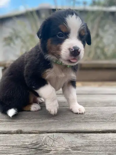 Purebred Australian Shepherd Puppies, View more