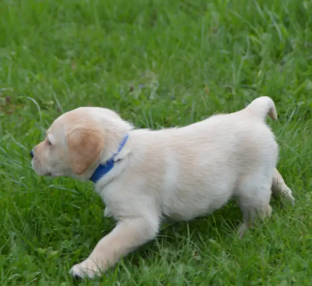 CKC Reg"d Labrador Retriever Puppies in Dogs & Puppies for Rehoming in Stratford - Image 8