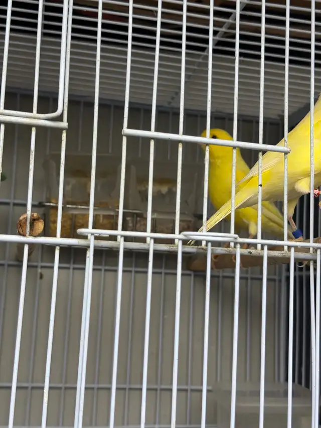 canaries in Other in City of Toronto - Image 6
