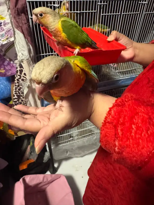 conure  friendly in Birds for Rehoming in Mississauga / Peel Region - Image 3