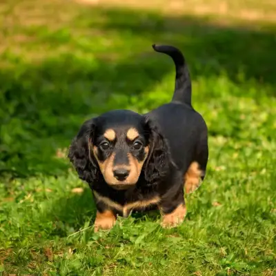 Mini Dachshund Puppies – Ready to go now, View more