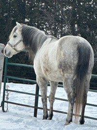 Registered AQHA Race bred sire at Stud 