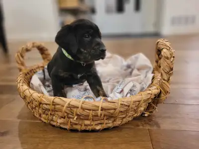 7 beautiful healthy pups will be ready to leave for there new homes in 3 weeks. Will have gotten the...