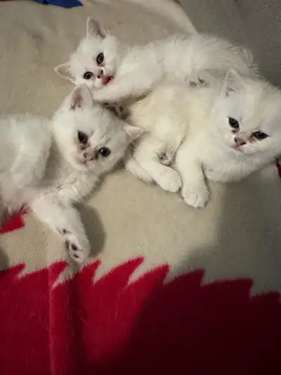chatton Britsh shorthair blanc et silver, View more