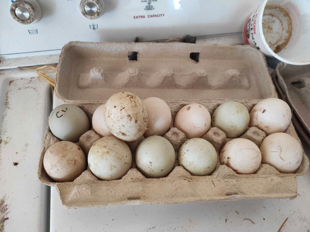 Duck hatching & eating eggs in Livestock in Charlottetown - Image 2