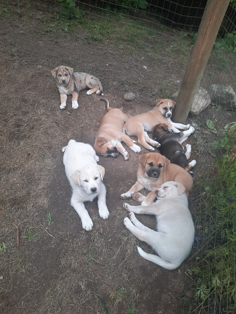 husky boxer cross puppies Dogs & Puppies for Rehoming Kamloops Kijiji