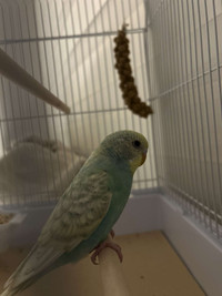 Very friendly budgie for rehome