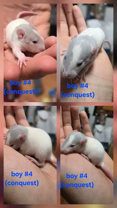 Free Pet Fancy Rats, View more