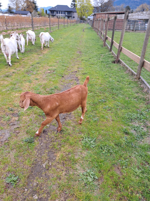 Nubian doeling goat in Livestock in Abbotsford