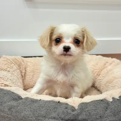 Female maltipoo 5-7lbs (ready to go home), View more