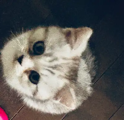 1 Beautiful British long hair kitten for sale, View more