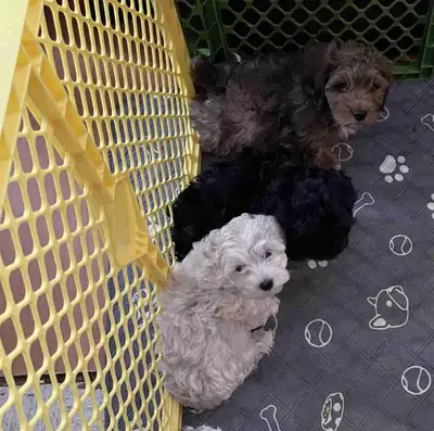 2 chiots mâles Malshipoo disponibles dès maintenant, View more