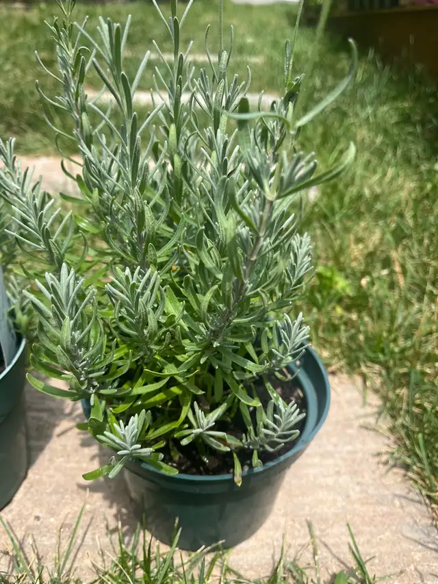 lavender perennials plants515793640930027522