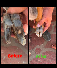 Sheep Hoof Trimming   (all of Alberta)