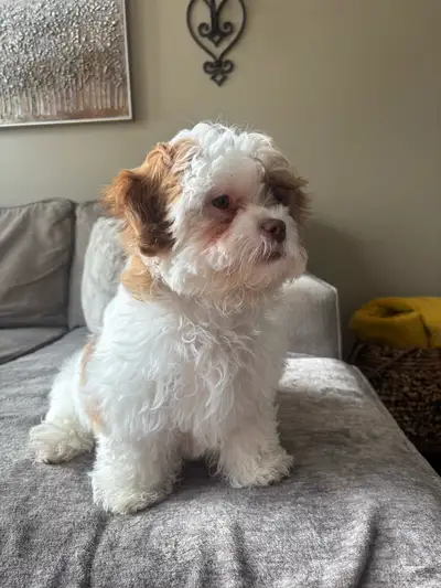 male shihtzu puppy 6 months , View more
