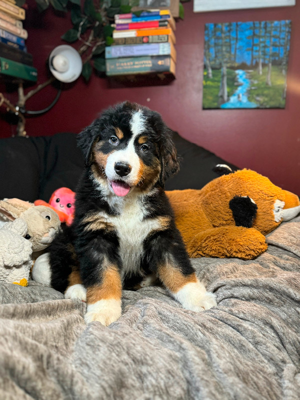 CKC Registered Bernese Puppies in Dogs & Puppies for Rehoming in Kamloops - Image 2