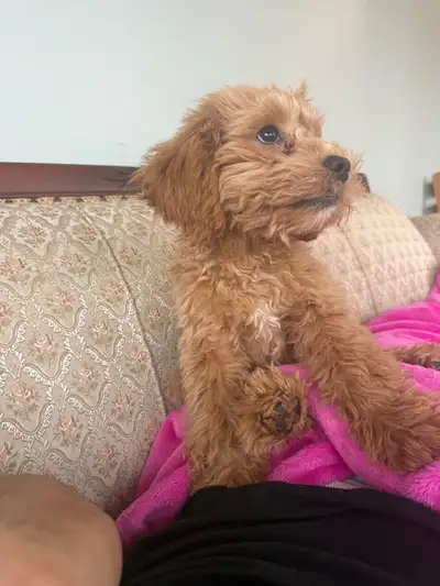 bébé chien, View more