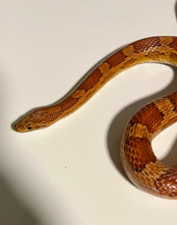 Adult PM PB CLASSIC CORNSNAKE SERPENR DE BLÉ CORN SNAKE 