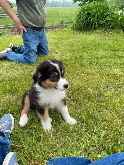 Australian Shepherd Puppies, View more