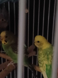 Budgies for rehoming