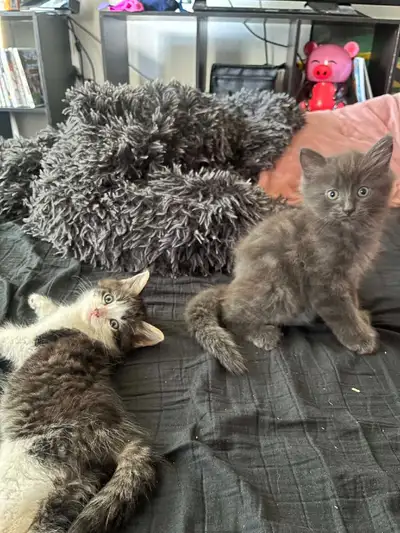 Chatons adorables, View more