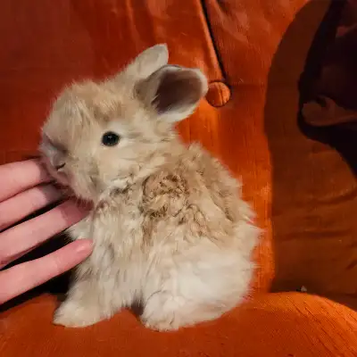 Stunning English Angora baby bunny rabbits, View more