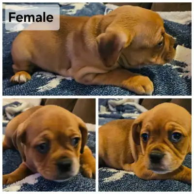 Mini Bulldog and Frenchton Mix, View more