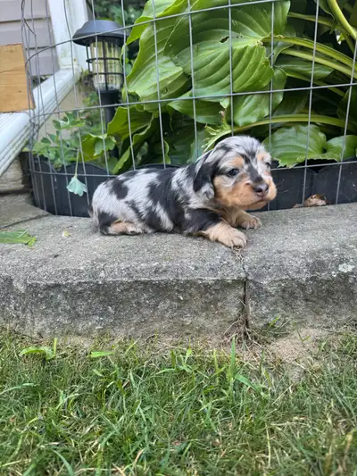 CKC Miniature longhaired dachshunds , View more