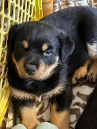 One Male Rottweiler Puppy For Sale