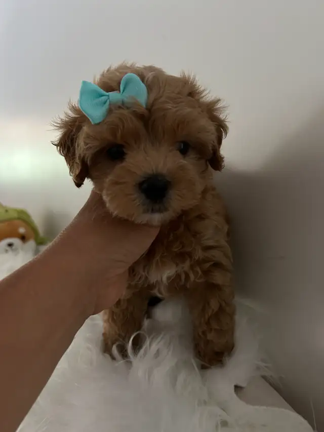Beautiful tiny maltipoo puppies (poodle/Maltese) in Dogs & Puppies for Rehoming in City of Toronto - Image 6
