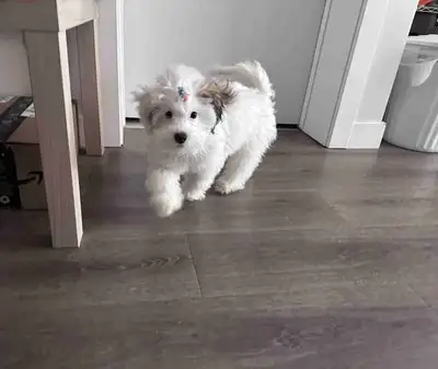 Purebred Havanese Puppy – 5 Months – Vaccinated – With Su, View more