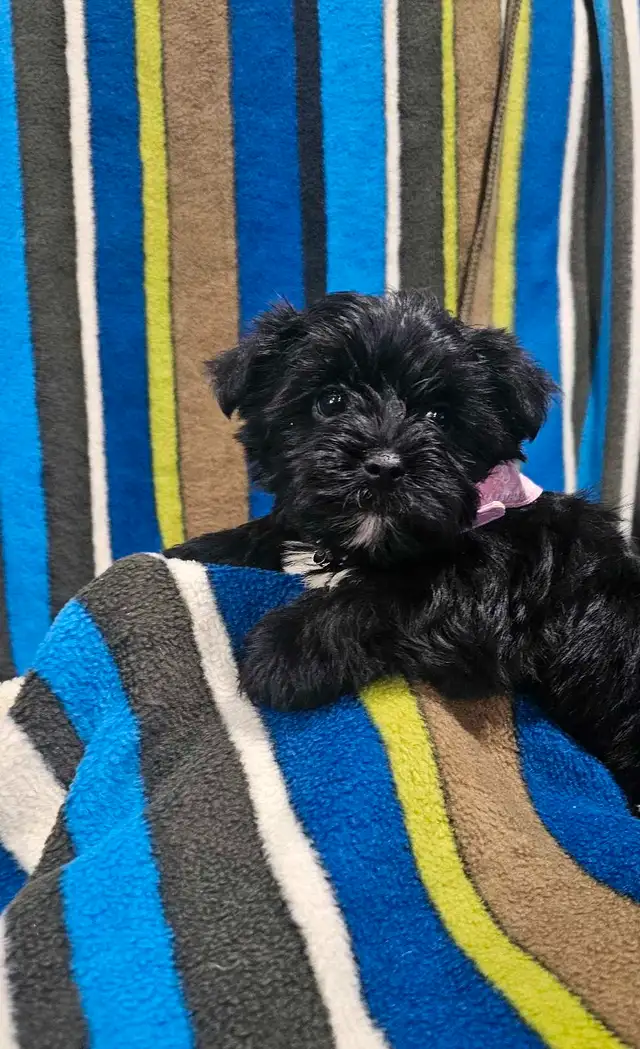 Magnifique yorkshire pure tricolore ** EXOTIQUE** in Dogs & Puppies for Rehoming in City of Montréal - Image 3