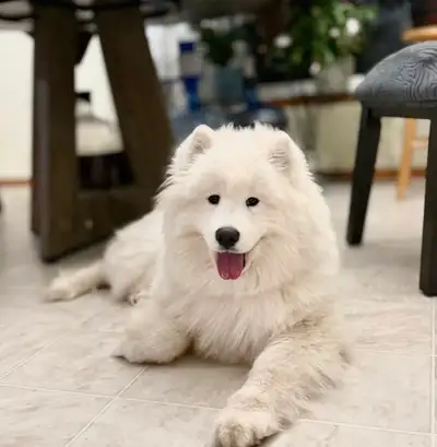 CKC Reg. Samoyed Puppies, View more